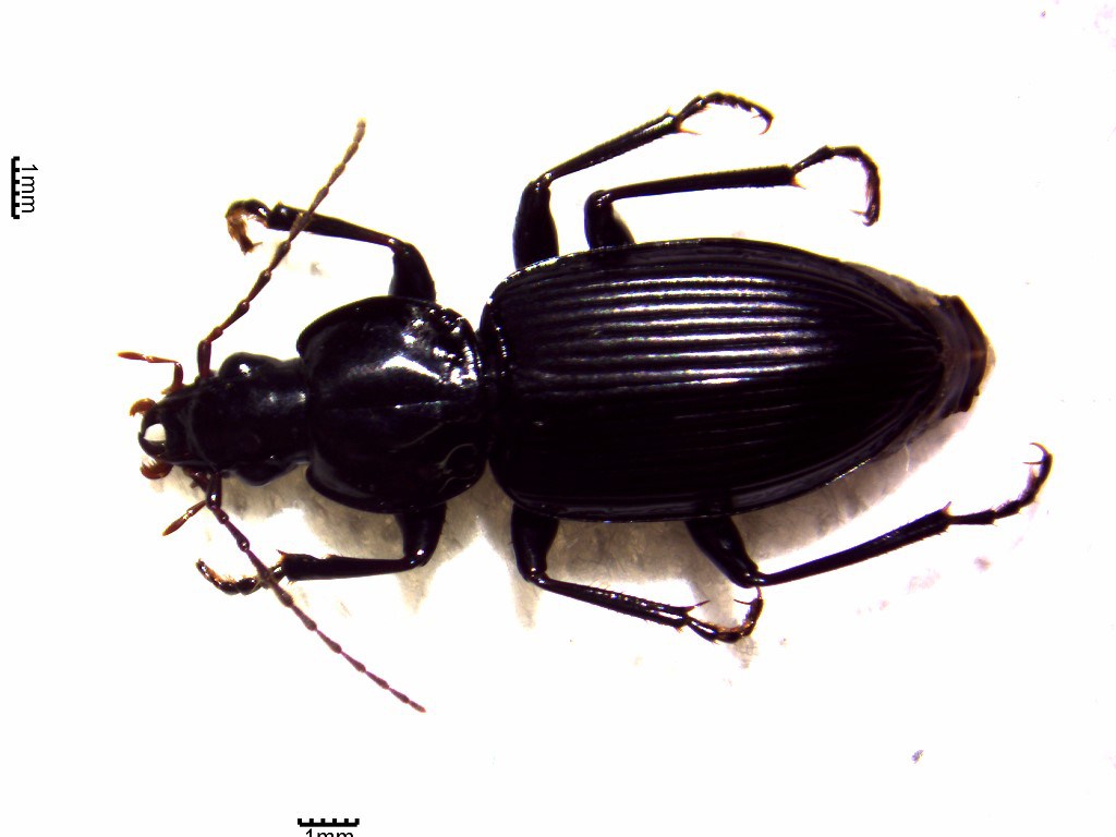 Escarabajo familia Carabidae - Tibanica