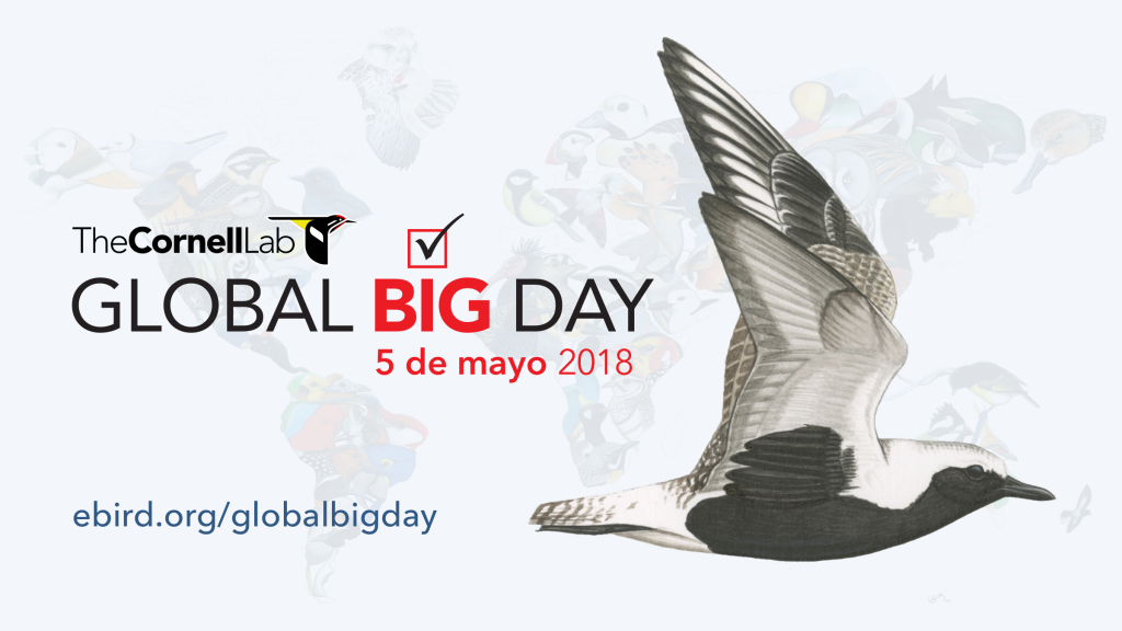 Global Big Day 2018