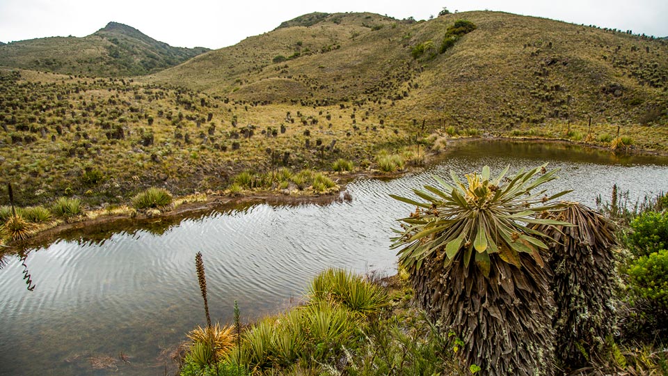 Ecosistema de alta montaña, páramo de Guacheneque